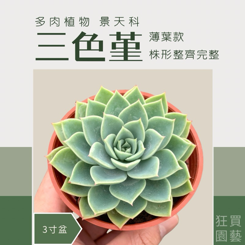 狂買園藝] 多肉植物三色堇3寸盆/景天科/仙人掌/送禮小物/婚禮小物