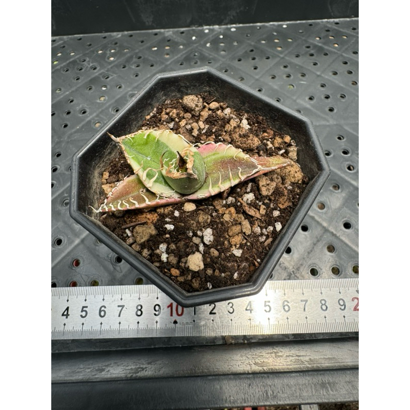 龍舌蘭-凱撒嚴龍白覆輪（3吋） | 蝦皮購物