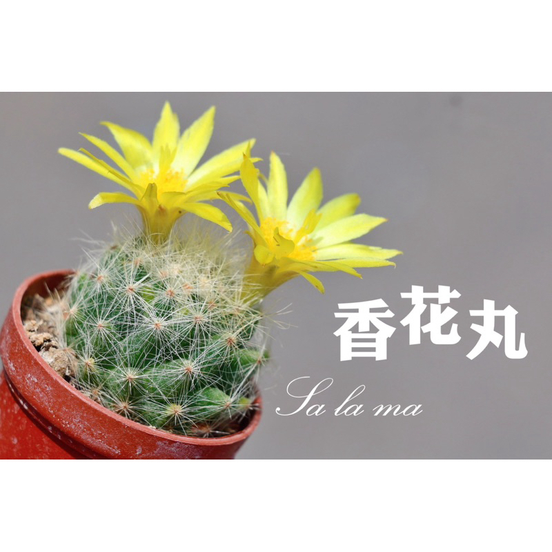 【香花丸】（軟剌不扎手）（開花很香）1吋盆 Sa La Ma多肉植物 仙人掌科 蝦皮購物 
