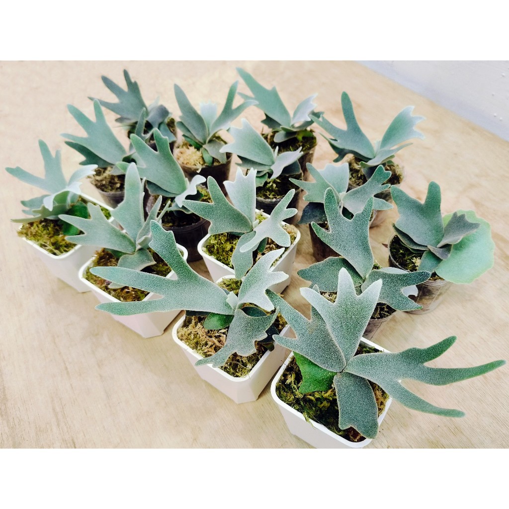Nano孢子苗-P. Willinckii 'Nano' sporeling鹿角蕨侏儒爪哇上板植物