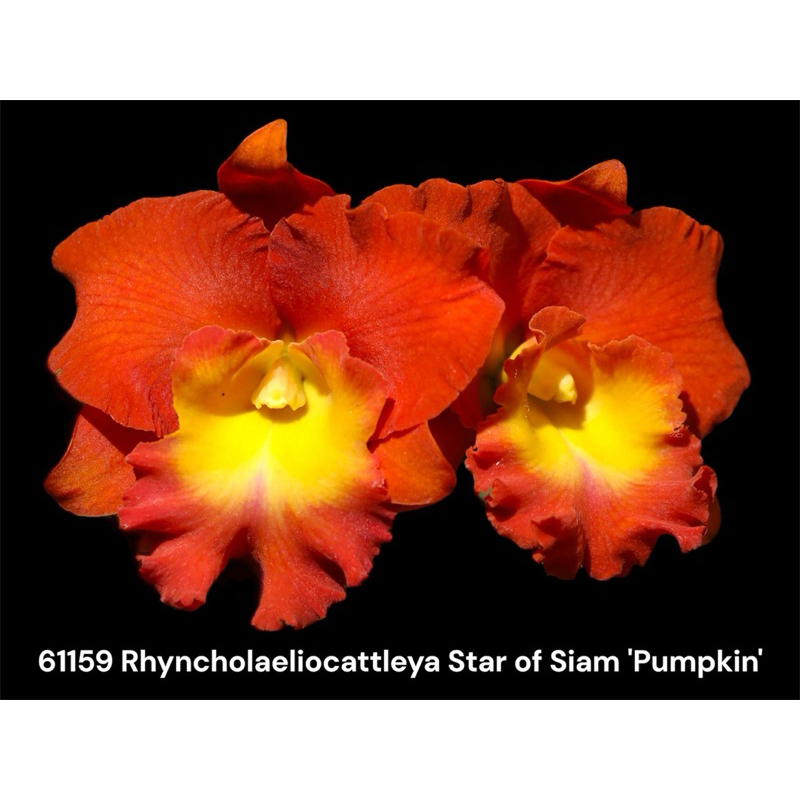 1159嘉德麗雅蘭 4/7一物一拍Rlc. Star of Siam 'Pumpkin' （售植株）蘭花 | 蝦皮購物