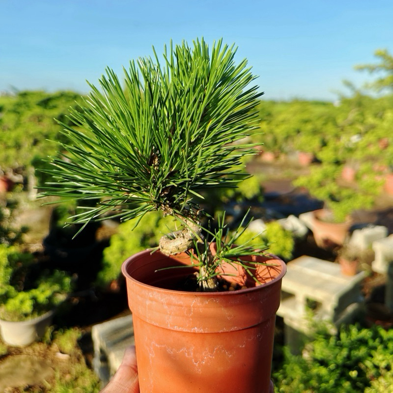 英宏造型黑松3.5寸盆造型五葉松小品盆栽觀葉植物室外植物盆景盆栽