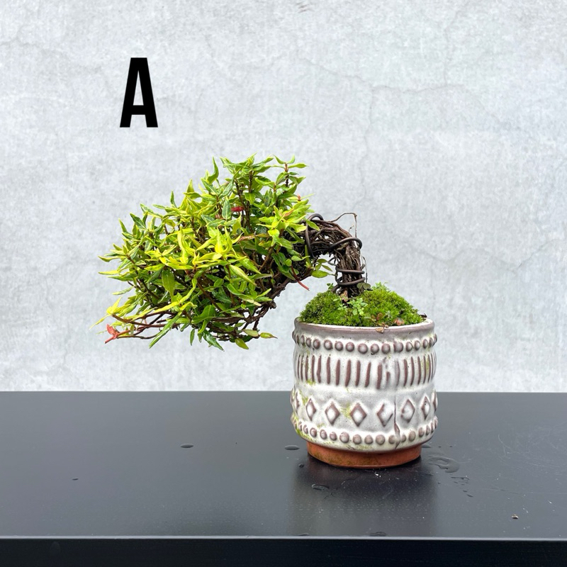 縮緬葛　盆栽　小品盆栽 野趣小品盆栽》日本🇯🇵黃金縮緬葛| 蝦皮購物