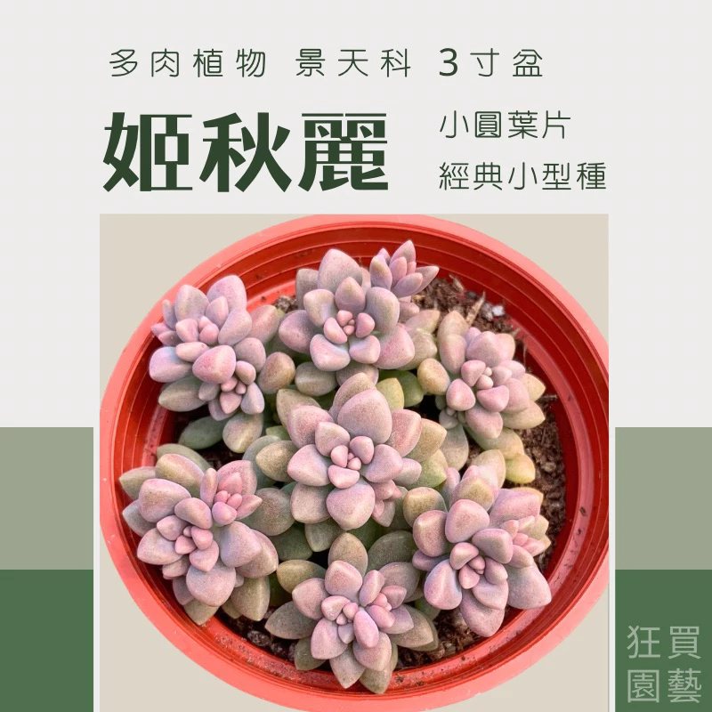 狂買園藝多肉植物姬秋麗3吋盆景天科