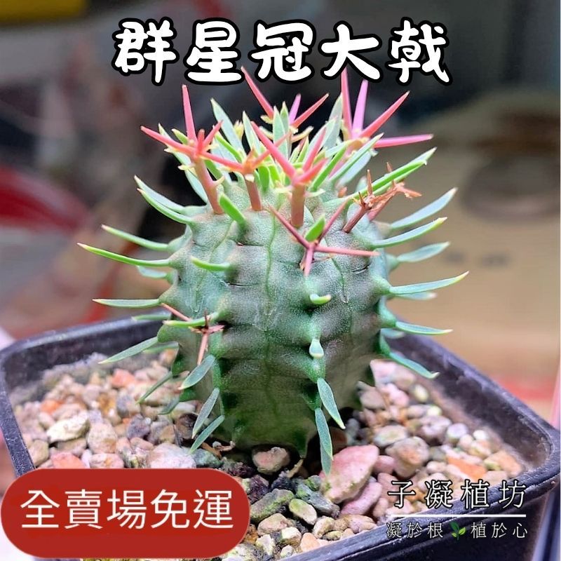 子凝植坊】群星冠大戟｜實生苗｜Euphorbia Stellispina｜星形刺冠酷似