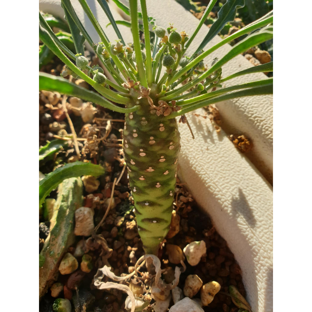 【塊根英雄】青衫麒麟種子/波葉大戟種子/Euphorbia hadramautica/大戟科/細長且古錐波浪邊的葉片 | 蝦皮購物