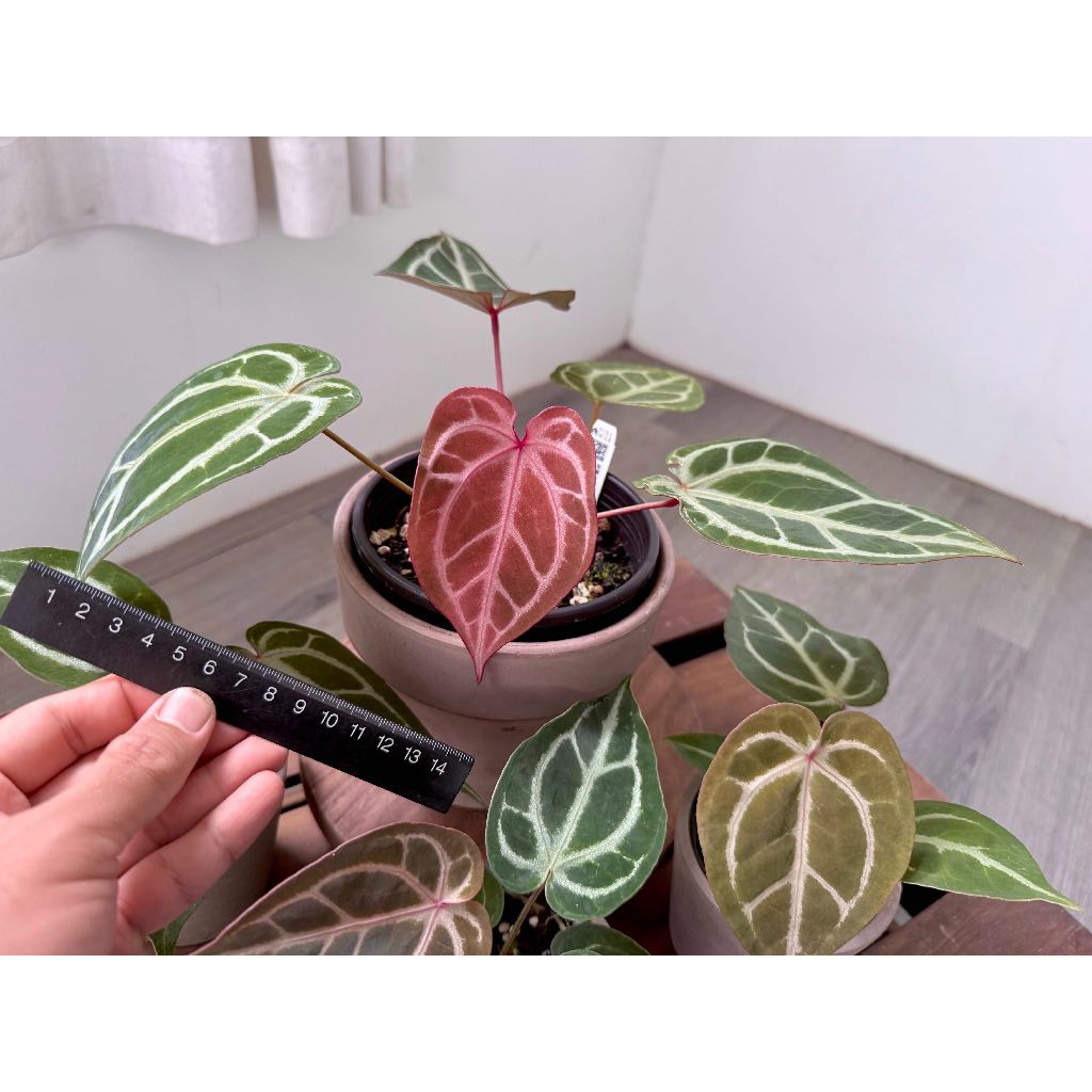 Anthurium magnificum X 'Red Crystal' 華麗交紅水晶| 蝦皮購物
