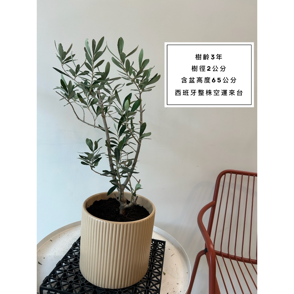 Olive tree 3年樹齡 西班牙進口銀葉油橄欖樹 橄欖樹 銀葉橄欖樹 花束送禮 喬遷 新居落成 開幕送禮 生日禮物 | 蝦皮購物
