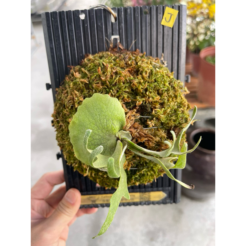 鹿角蕨|P. Willinckii Bacteria sporeling|細菌孢子苗🦠|上板 鹿角蕨|P. Willinckii Bacteria sporeling|細菌孢子苗🦠|上板