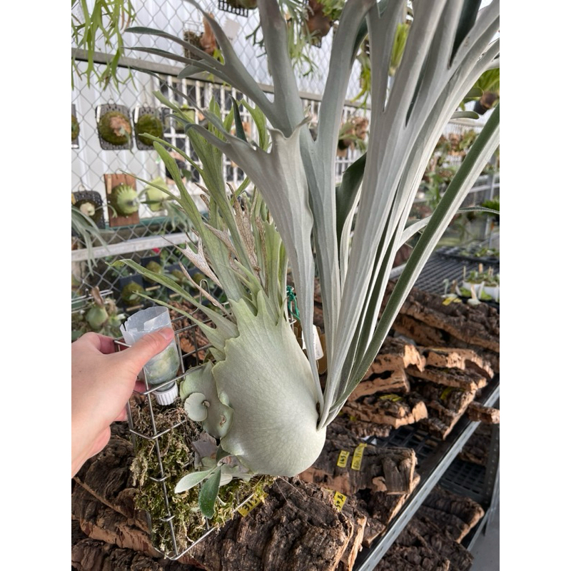 鹿角蕨｜AR｜P.Veitchii Auburn River#4｜澳銀｜上板側芽| 蝦皮購物