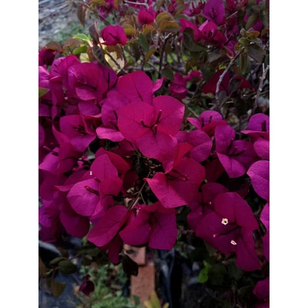 各種九重葛現剪枝條 深紫色