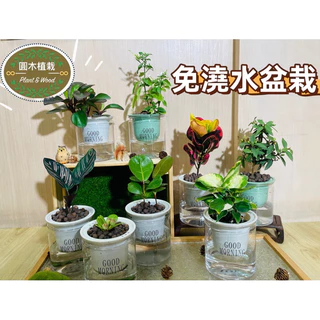 🌱 【圓木植栽】 🌱 免澆水盆栽(含植物)｜懶人盆栽｜室內植物｜觀葉植物｜土、水耕植物｜綠薄荷｜發財樹富貴樹｜小盼菩提樹