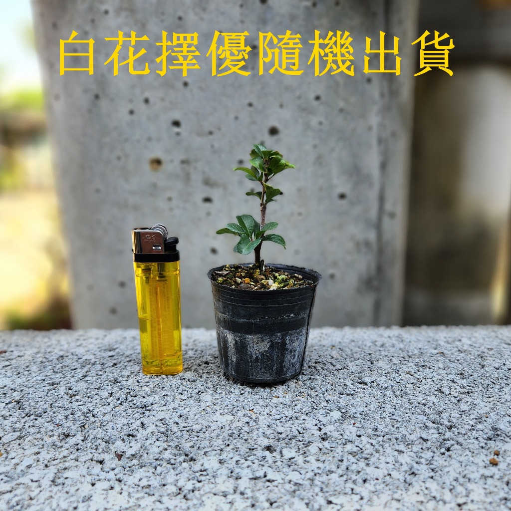 日本長壽梅(紅花)(白花)小品盆栽素材2吋黑軟盆| 蝦皮購物