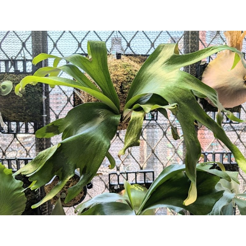 [0326母株剛整理完現況]非非達爾文鹿角蕨（會有一陣子沒側芽），P. 'DARWIN' POP，主圖為母株，一物一拍 | 蝦皮購物