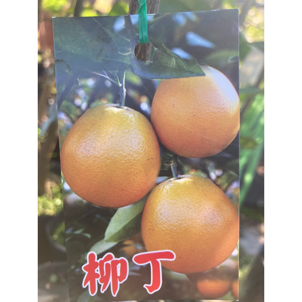 柳丁 樹苗 盆栽 勿直接下標 寶島柳丁 柳丁苗 嫁接苗 柳丁汁 柳橙 甜橙 另 雞蛋丁 紅肉 白肉 無籽 茂谷 天王柑 | 蝦皮購物