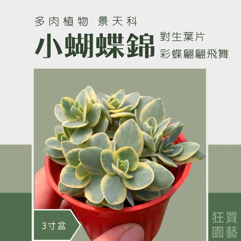 ［狂買園藝］多肉植物 小蝴蝶錦 3寸盆 新手大推 /小品盆栽/仙人掌/送禮小物/婚禮小物