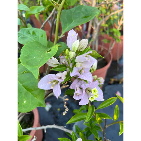 各種九重葛現剪枝條 丁香美人