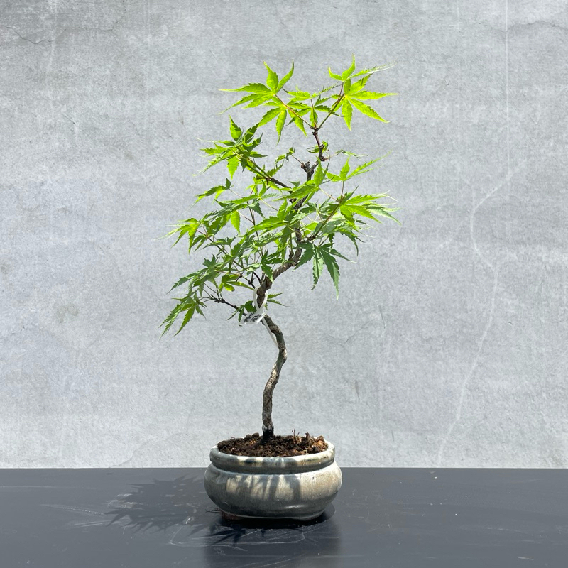 野趣小品盆栽》日本進口🇯🇵山槭（荒皮槭）原株無嫁接（稀有） | 蝦皮購物