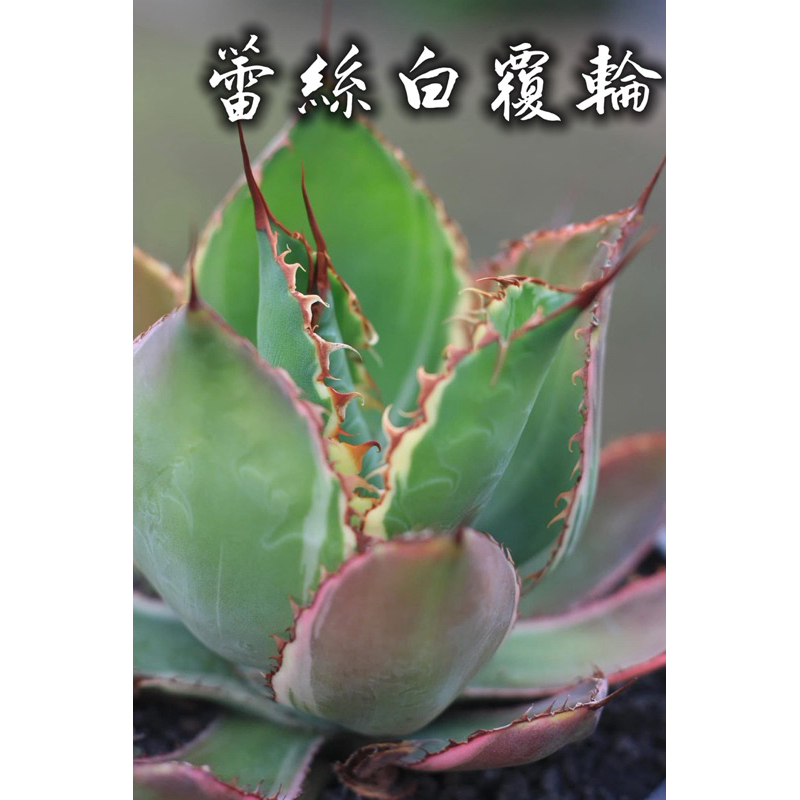 白覆輪- 優惠推薦- 2026年6月| 蝦皮購物台灣