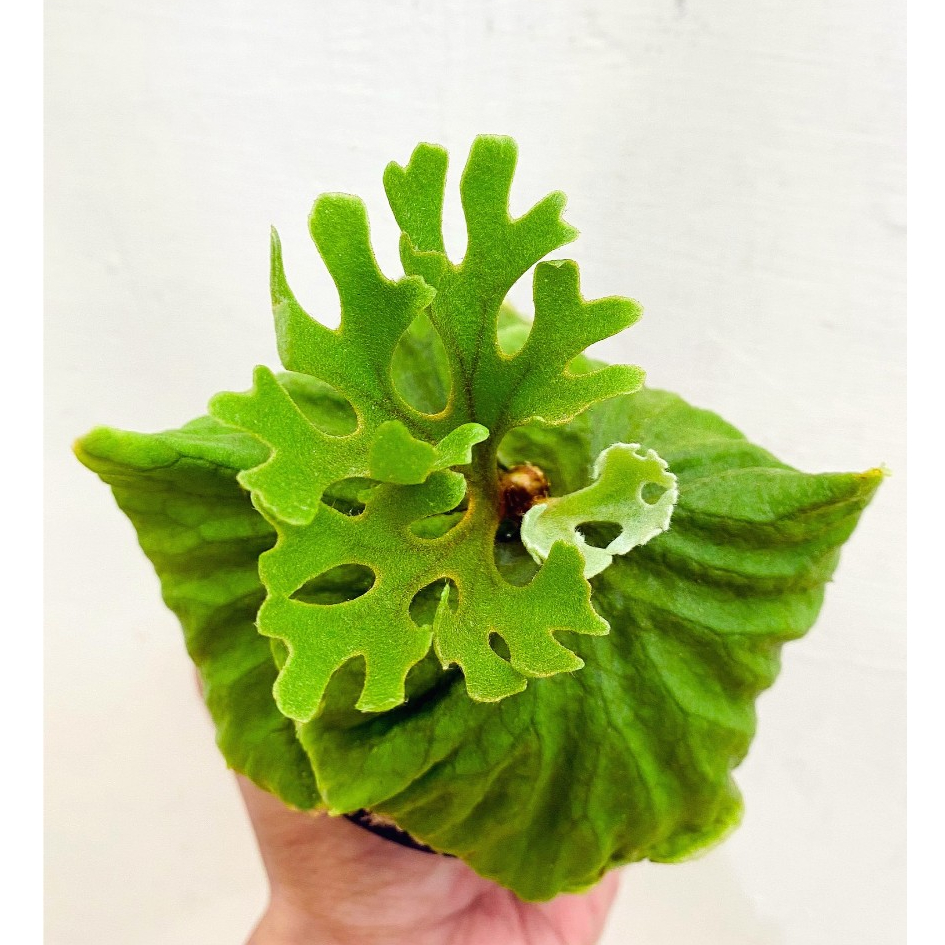 侏儒銀葉亞猴-P.Ridleyi dwarf silver 鹿角蕨侏儒亞猴迷你亞猴