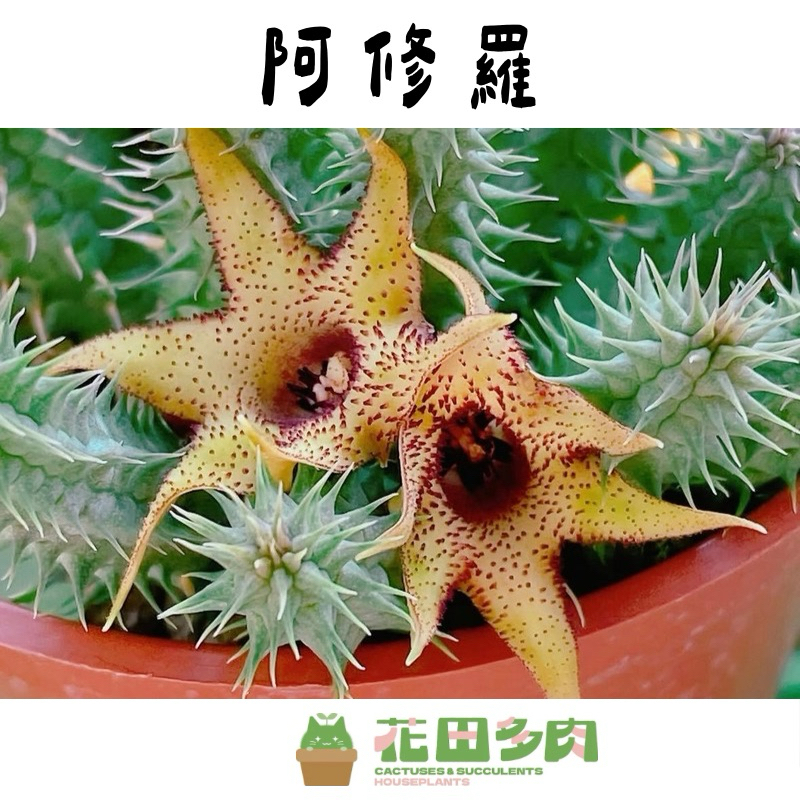 多肉植物^o^  希少！阿修羅 花田多肉》🌵【阿修羅】 3吋盆多肉植物/多肉/蘿藦科/開花植物| 蝦皮購物