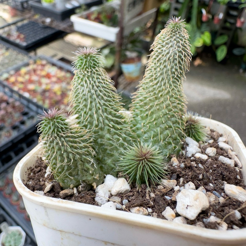 花田多肉》🌵【阿修羅】 3吋盆多肉植物/多肉/蘿藦科/開花植物| 蝦皮購物