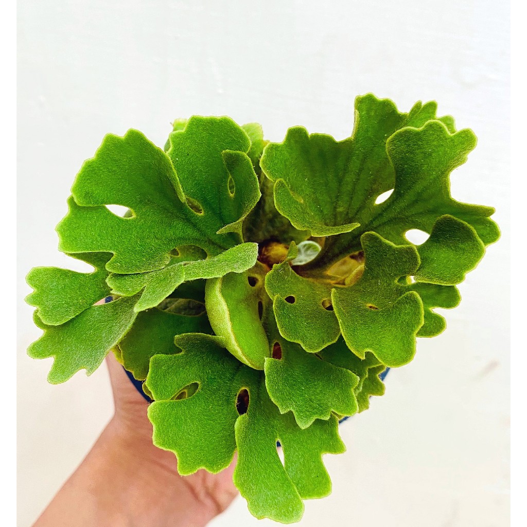 侏儒銀葉亞猴-P.Ridleyi dwarf silver 鹿角蕨侏儒亞猴迷你亞猴