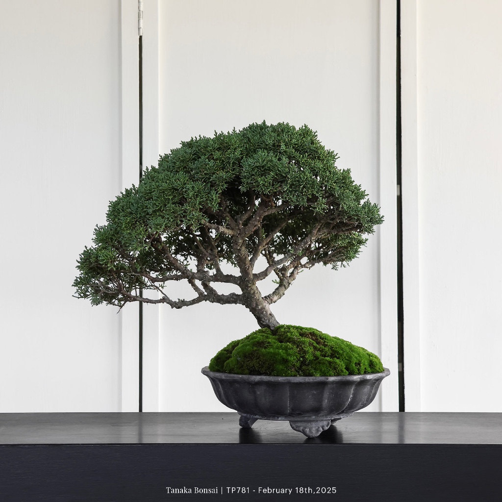 Tanaka Bonsai】TP781 紀州真柏/鐵柏盆景｜松柏盆栽| 蝦皮購物