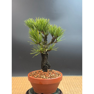 盆栽 小品盆栽 錦松(夢錦)-3 盆栽 小盆栽 錦松(夢錦)-3 錦松｜優惠推薦- 蝦皮購物-