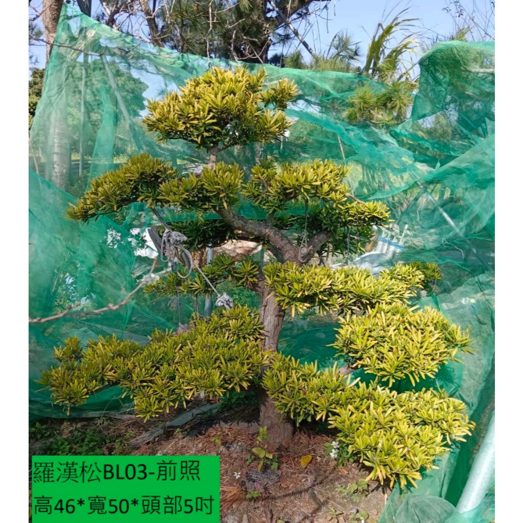 【建方松園】 雕塑羅漢松 造型羅漢松 片型羅漢松 園藝造景羅漢松 土球出貨 松柏長青樹 景觀樹 庭園樹 造景樹 | 蝦皮購物