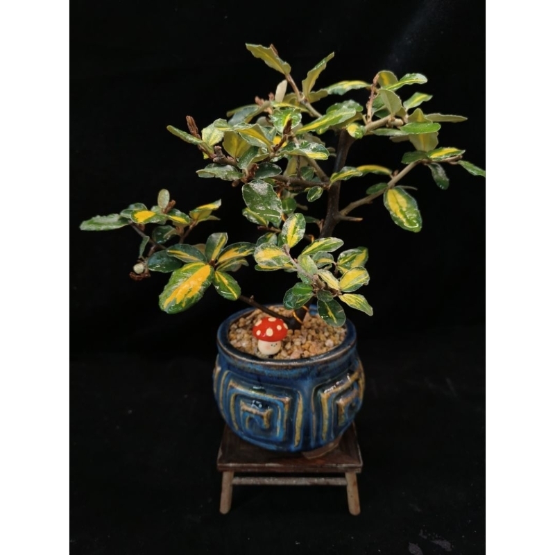 台湾茱萸盆栽 夏グミ（茱萸/Elaeagnus) bonsai. #夏グミ #夏茱萸 #elaeagnus #グミ