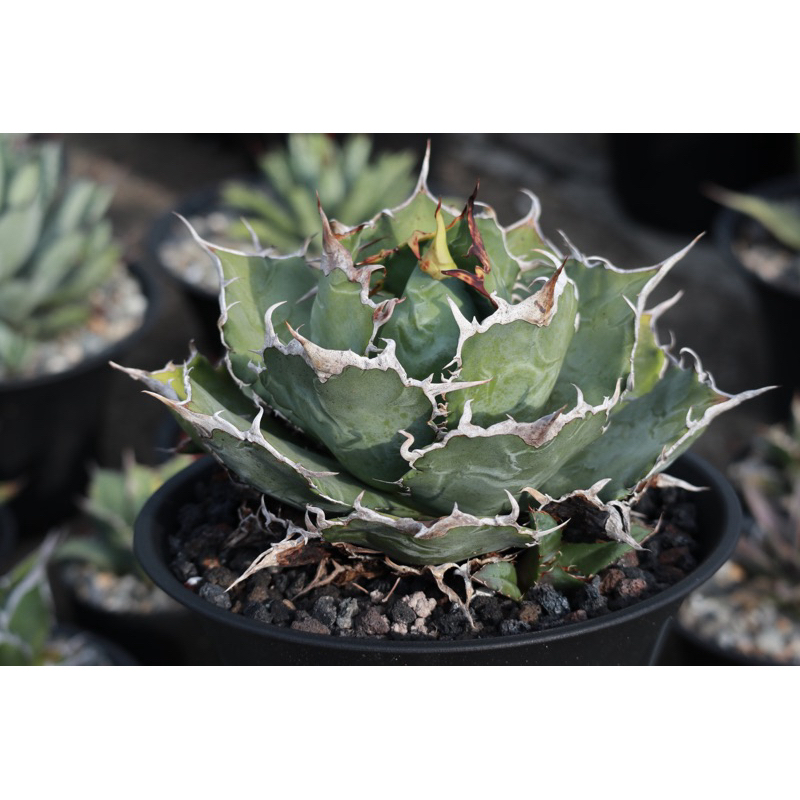 白鯨嚴龍龍舌蘭agave titanota /3吋/奧莉諾多肉園| 蝦皮購物