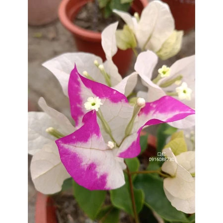 各種九重葛現剪枝條 口紅