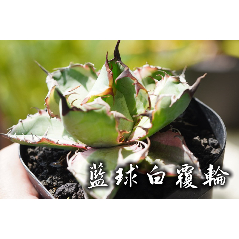 白覆輪- 優惠推薦- 2026年5月| 蝦皮購物台灣