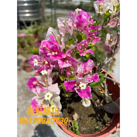 各種九重葛現剪枝條 彩虹蝶花