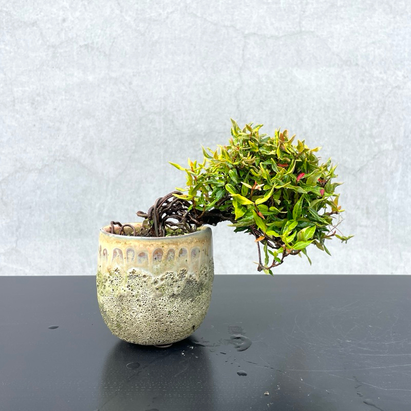 野趣小品盆栽》日本🇯🇵黃金縮緬葛| 蝦皮購物