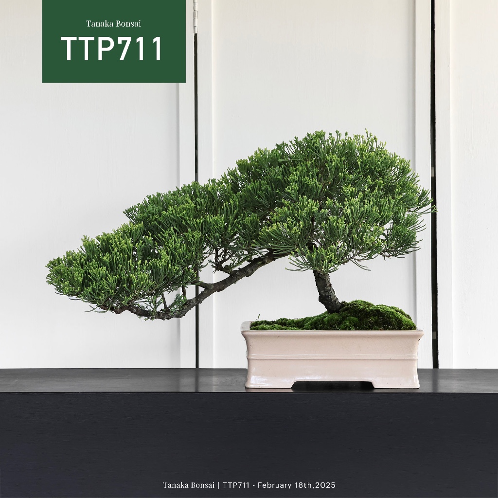 Tanaka Bonsai】TTP711 臺灣真柏盆景｜松柏盆栽| 蝦皮購物