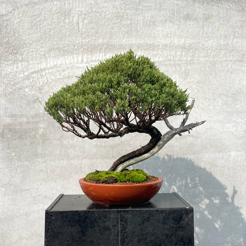 野趣小品盆栽》日本🇯🇵系魚川真柏91盆景．松柏盆栽（精品） | 蝦皮購物