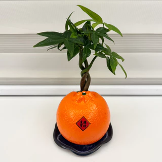【一畝禾】現貨 大吉大利的橘子 發財樹 馬拉巴栗 植物 室內盆栽 橘子盆栽 新年植物 日本艾草 盆栽 園藝 盆子