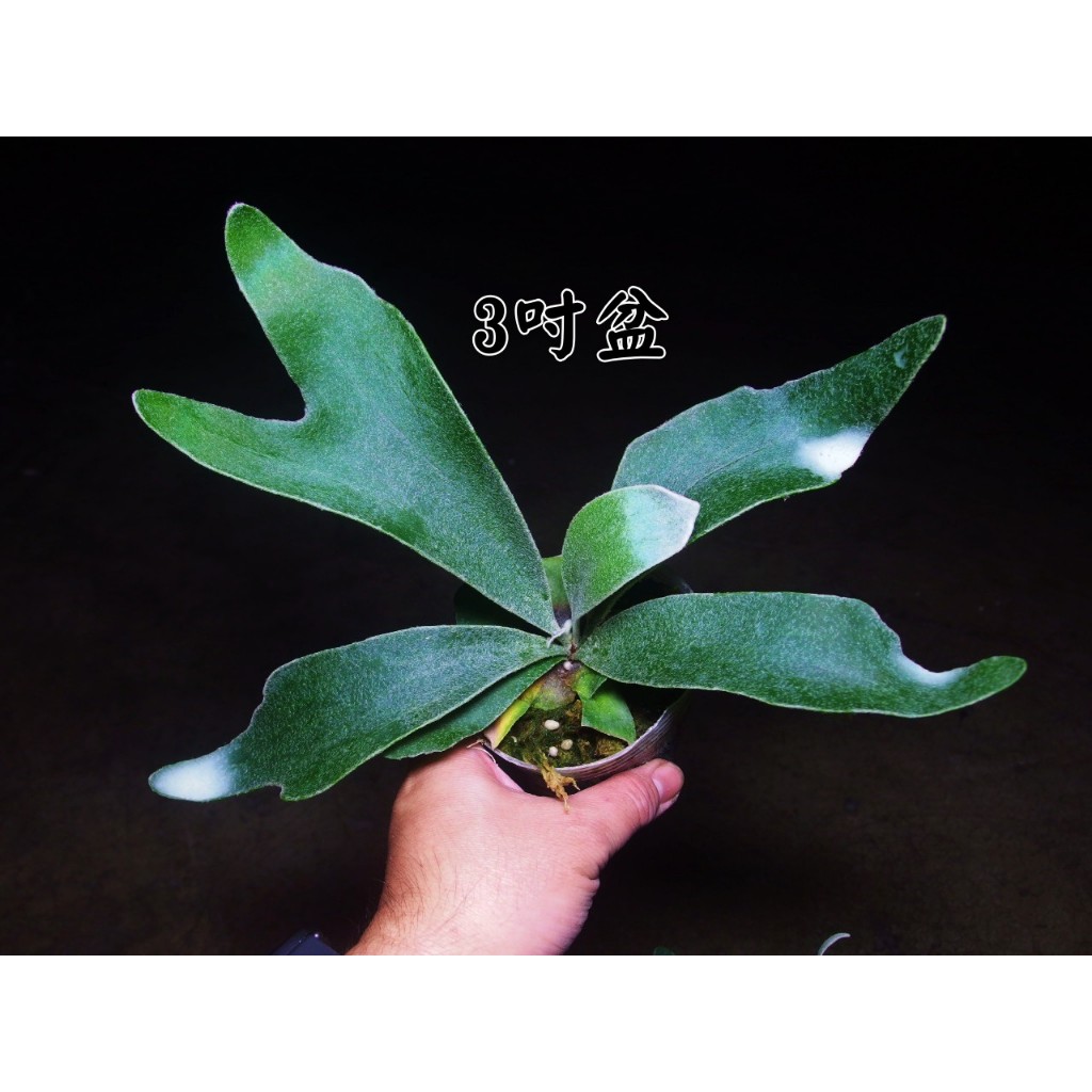 二叉交銀鹿P (veitchii × bifurcatum)'white & shine' 二叉x銀鹿白帥帥