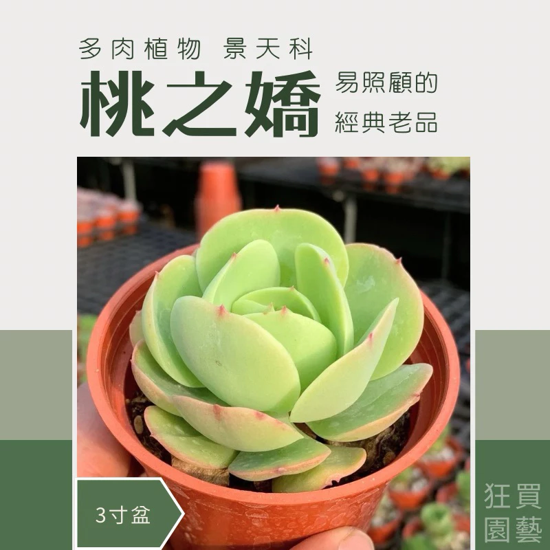 [狂買園藝] 多肉植物 桃之嬌 3寸盆