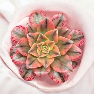 多肉植物。魅影法師錦8頭 多肉植物。魅影法師錦8頭