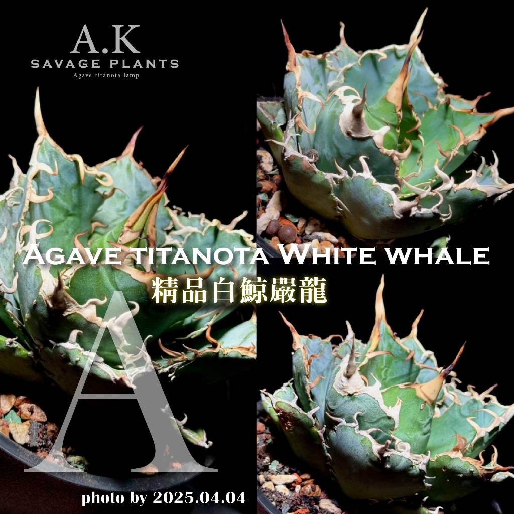 A.K SAVAGE PLANTS》WHITE WHALE白鯨嚴龍『一物一拍』龍舌蘭|嚴 A.K SAVAGE PLANTS》WHITE WHALE白鯨嚴龍『一物一拍』龍舌蘭|嚴