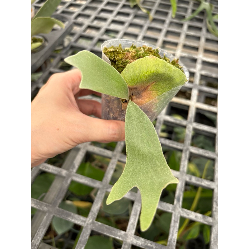 🌱愛客森🌱 P.Willinckii Leonids獅子座鹿角蕨| 蝦皮購物 🌱愛客森🌱 P.Willinckii Leonids獅子座鹿角蕨| 蝦皮購物