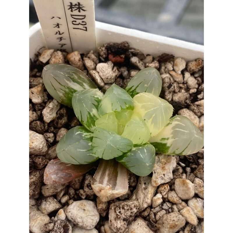 姬玉露｜優惠推薦- 蝦皮購物- 2026年6月