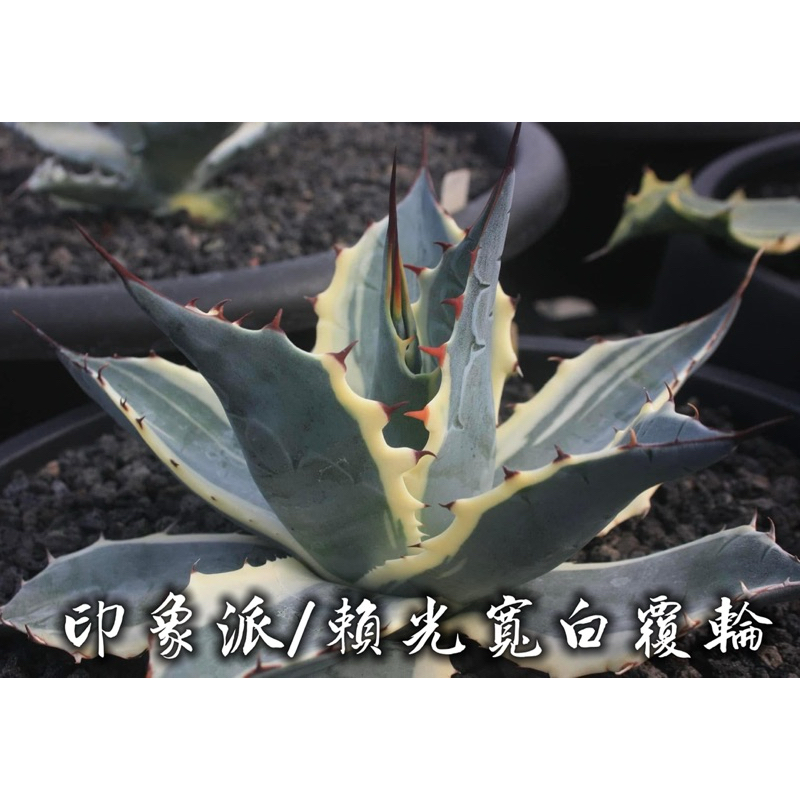 白覆輪- 優惠推薦- 2026年5月| 蝦皮購物台灣
