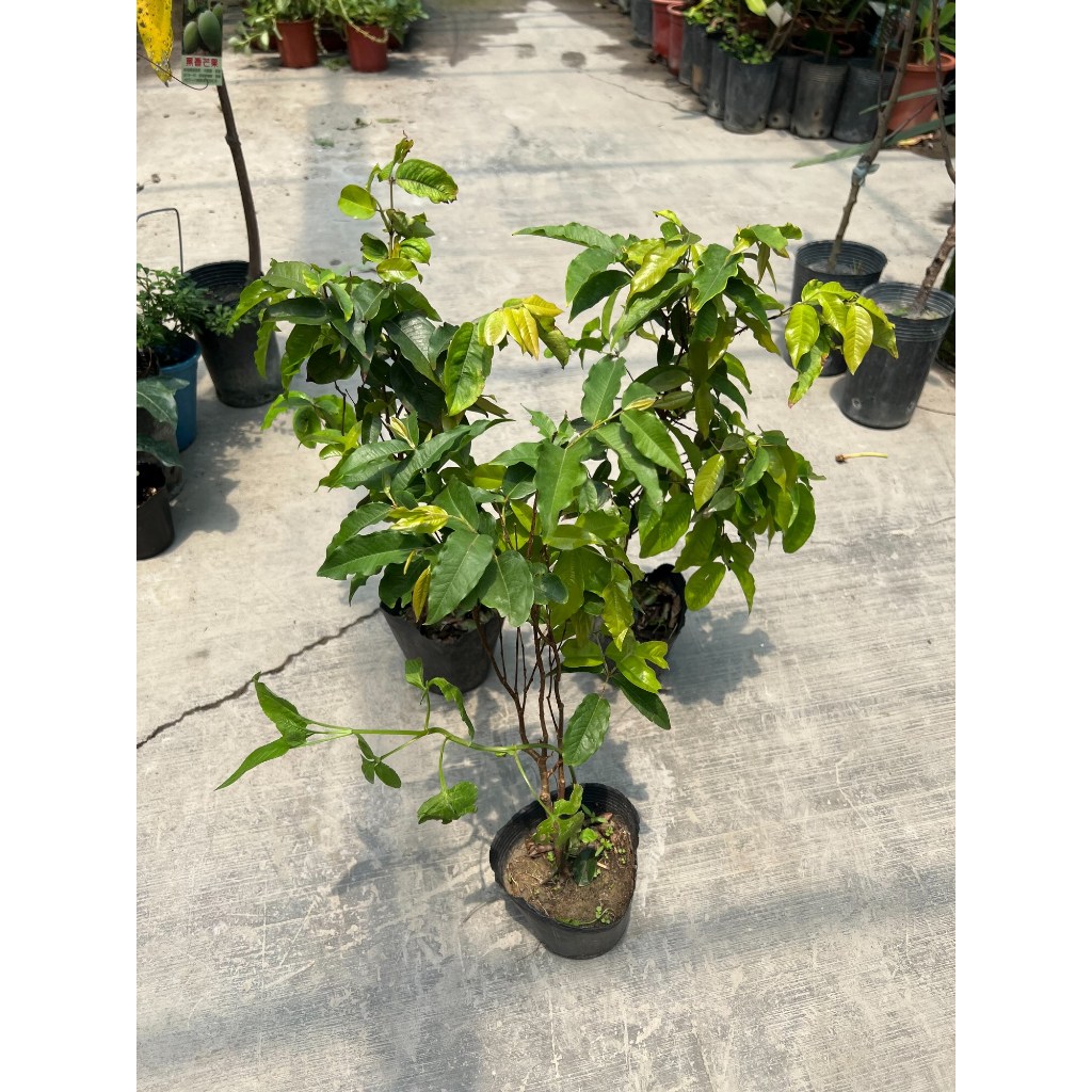 艾斯卡四季樹葡萄✓3-8年齡各尺吋＋已生過✓此品種全年結果樹苗