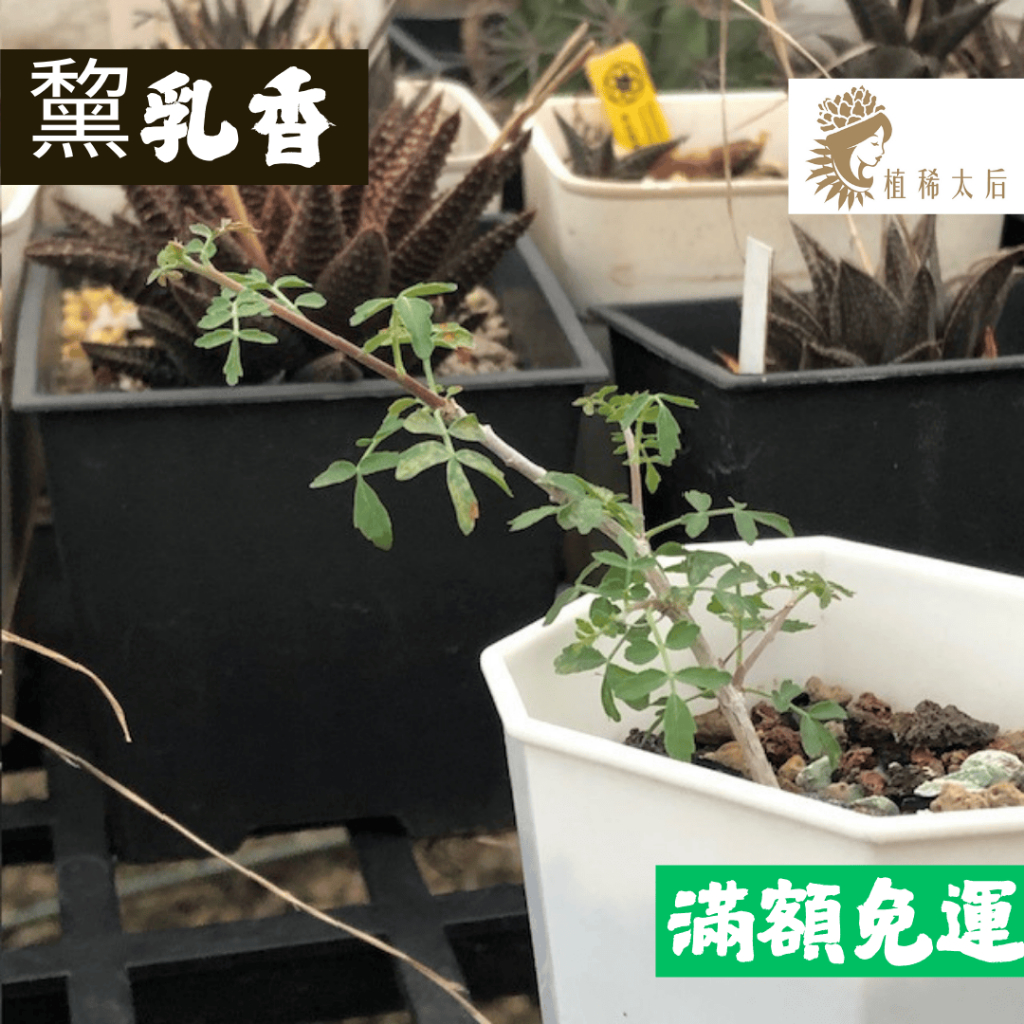 『植稀太后』黧乳香_※滿額免運※塊根沒藥乳香裂欖專賣 | 蝦皮購物