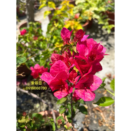 各種九重葛現剪枝條 索菲亞