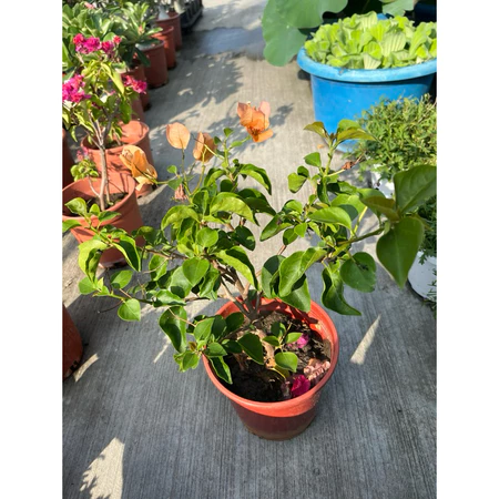 加洲陽光 5吋盆